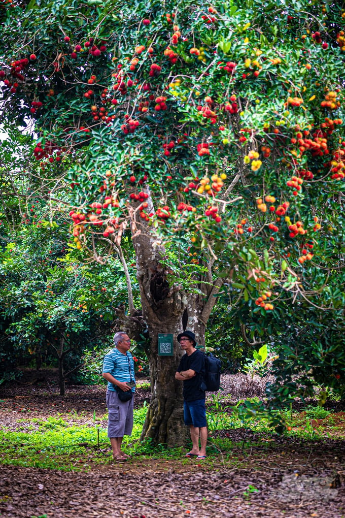 Vườn của gia đình ông Sáu Hùng là một trong những điểm du lịch trải nghiệm thu hút khách nhất trong mùa lễ hội trái cây Long Khánh 2024 vì có những cây trái 'độc lạ' và chất lượng trái ngon. Ảnh: Minh Sáng.
