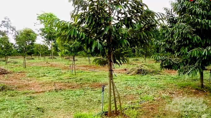 Vườn sầu riêng của gia đình ông Trần Văn Đức có một sự khác biệt độc đáo khi mỗi cây sầu riêng ở đây có đến ba gốc. Ảnh: Minh Sáng.
