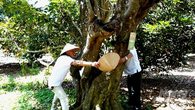 Gốc chôm chôm cổ thụ trong vườn ông Sáu Hùng cả mấy người khách cùng ôm thân cây nhưng cũng không thể sải tay giáp vòng. Ảnh: Minh Sáng.