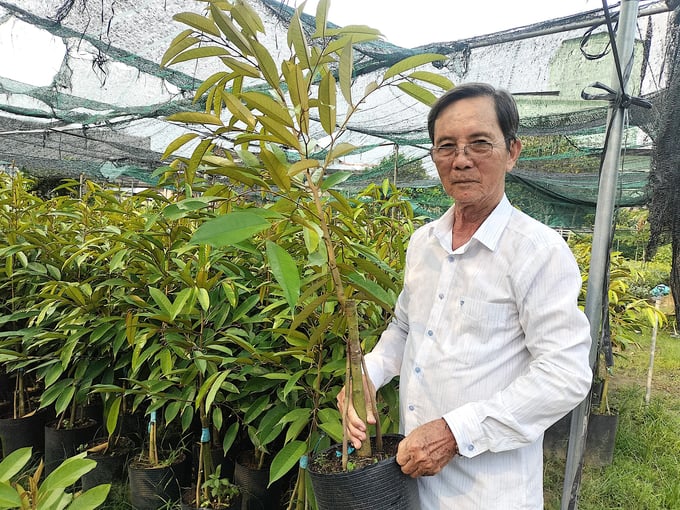 Ông Nguyễn Công Thành giới thiệu cây giống sầu riêng được ghép thêm 2 'chân'. Ảnh: Minh Đảm.