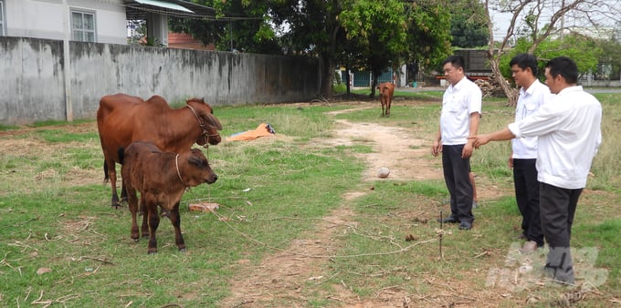 Trạm Chăn nuôi và Thú y huyện Tân Châu kiểm tra hiệu quả chương trình thụ tinh nhân tạo. Ảnh: Trần Trung.