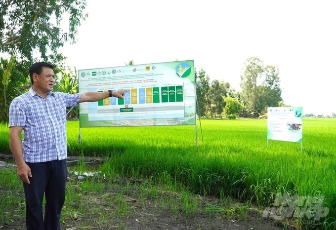 One of the emission-reducing fields implemented according to the process of the project of 1 million hectares of high-quality rice in Can Tho City. Photo: Kim Anh.