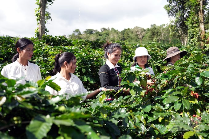 Khe Sanh Agricultural Cooperative accompanies Van Kieu people to grow clean coffee. Photo: Vo Dung.