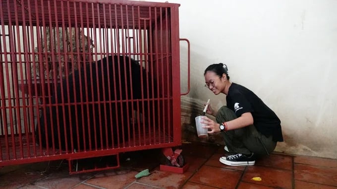Veterinarian Ly Mai Han lured the bears into the cage with food.