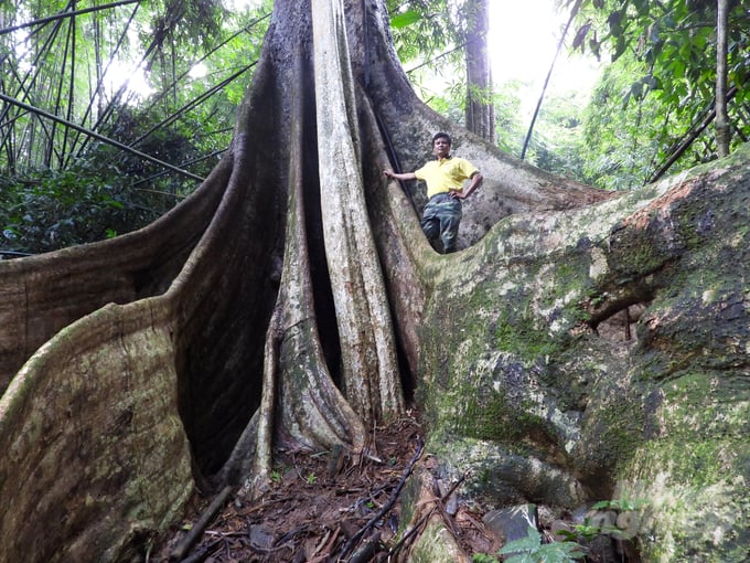 Kỹ sư Kiều Đình Tháp, Trưởng phòng Khoa học và Hợp tác quốc tế, VQG Bù Gia Mập bên gốc cây bằng lăng cổ thụ, một trong 38 cây di sản của VQG Bù Gia Mập. Ảnh: HT.