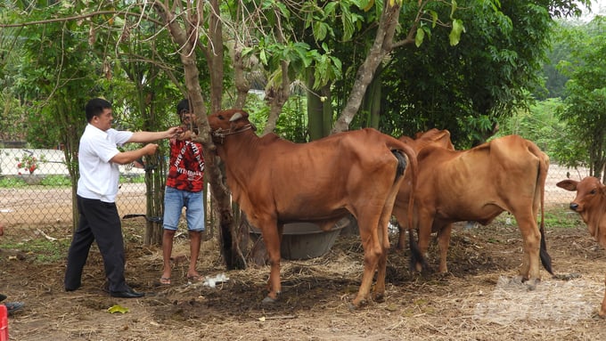 Đàn bò tại địa phương cải thiện tầm vóc, chất lượng thịt. Ảnh: Lê Bình.
