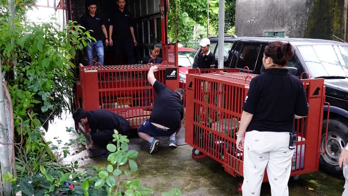 Rescue of two moon bears from two households in Phung Thuong commune, Phuc Tho district, Hanoi.