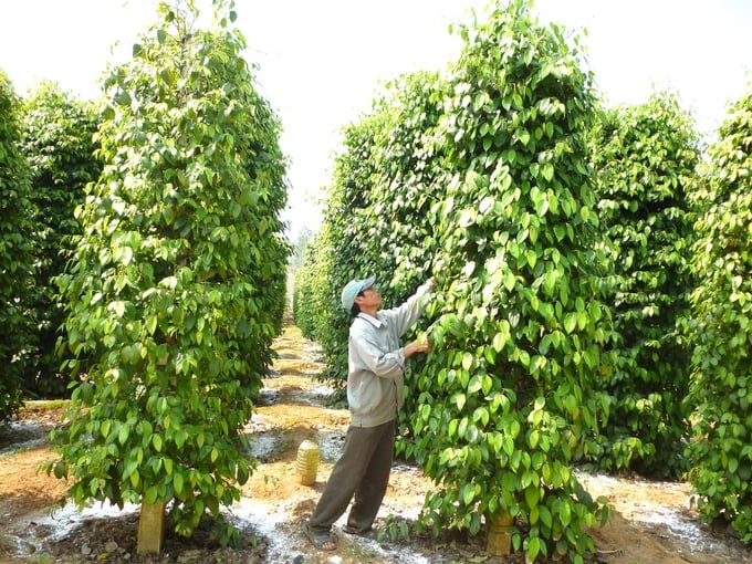 Pepper prices saw a sudden, rapid increase in 2024; however, farmers have a low stock of pepper for trading. Photo: V.D.T.