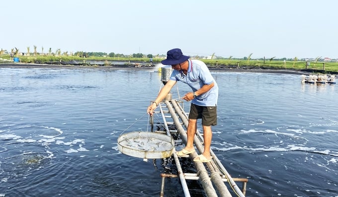 Những ngày này, anh Nguyễn Văn Hòa - Giám đốc HTX Nuôi trồng thủy sản Hạ Vàng thường xuyên kiểm tra sự sinh trưởng, phát triển tôm nuôi. Ảnh: Nguyễn Hoàn.