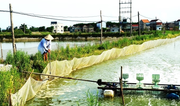 Hộ nuôi tôm tại Tổ hợp tác Nuôi trồng thủy sản Hà Lầm đang vớt xác tảo tàn, váng bọt ở góc ao để giữ môi trường nước trong sạch. Ảnh: Nguyễn Hoàn.