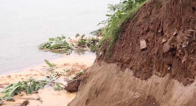 Sạt lở nghiêm trọng bờ vở sông Đà ở xã Dân Quyền, huyện Tam Nông, tỉnh Phú Thọ. Ảnh: Hoàng Anh.