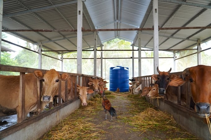 Gia trại được đầu tư kiên cố, thông thoáng, đảm bảo hiệu quả trong công tác phòng chống dịch bệnh trên đàn bò. Ảnh: Kim Anh.