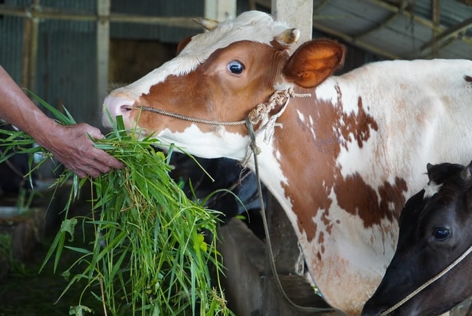 Sóc Trăng xác định, phát triển đàn bò thịt, bò sữa theo hướng công nghiệp, trang trại công nghệ cao với các giống cao sản và giống địa phương có tính tiềm năng. Ảnh: Kim Anh.