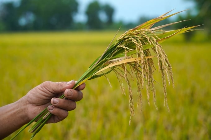 Việc ứng dụng kỹ thuật tưới ngập - khô xen kẽ giúp giải độc tốt cho đất, cây lúa phát triển khỏe mạnh hơn. Ảnh: Kim Anh.