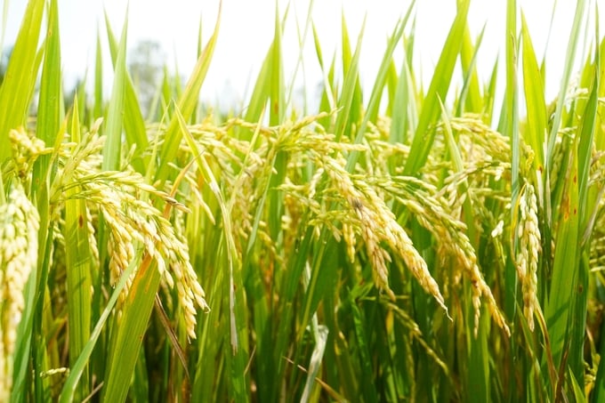 Nhờ quy trình sản xuất nghiêm ngặt, lúa giống của THT 2 lúa - 1 màu được đánh giá có chất lượng cao, đạt chuẩn, hạt lúa đẹp. Ảnh: Kim Anh.