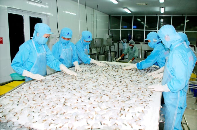 Ca Mau province has just sent an official dispatch requesting the Ministry of Agriculture and Rural Development to remove difficulties for enterprises processing and exporting sand shrimp and pink shrimp. Photo: Trong Linh.