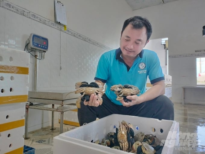 Mr. Du Thai Binh (Du Thai Binh Co., Ltd.) said that crab trading and transportation are still taking place normally. Photo: Trong Linh.