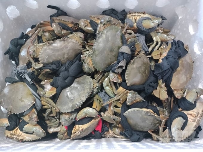 Ca Mau crab is still exported normally to the Chinese market. Photo: Trong Linh.