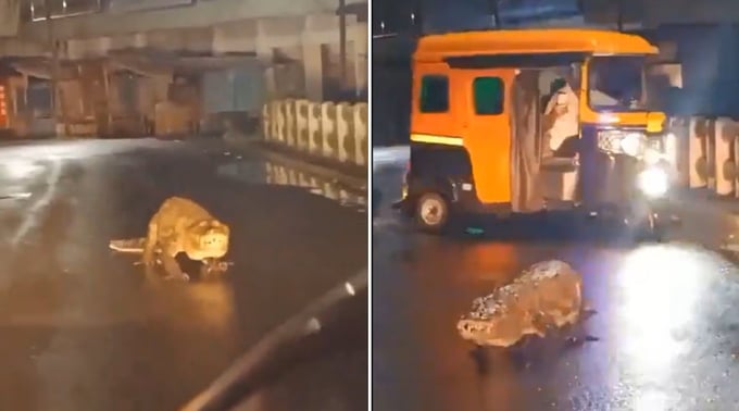 Cá sấu lang thang trên đường phố sau trận mưa lớn ở bang Maharashtra, Ấn Độ hôm 1/7. Ảnh: X.