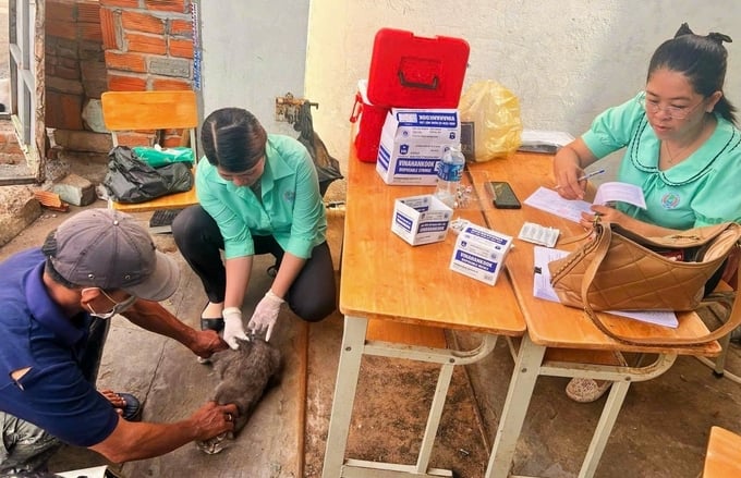 Hiện nay TP Phan Thiết đang nỗ lực tiêm vacxin phòng bệnh dại cho đàn chó, mèo. Ảnh: KS.