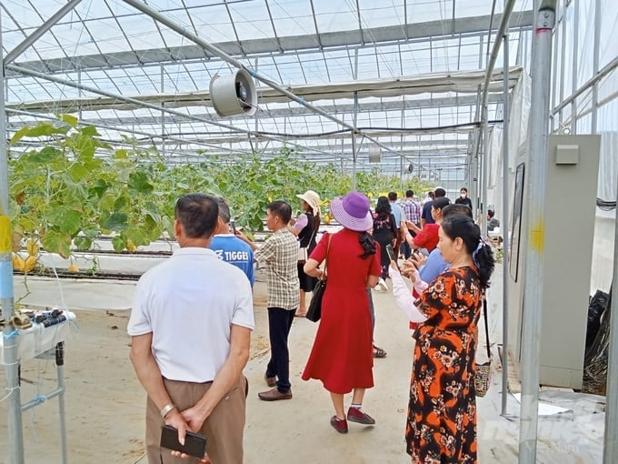 Visitors from all over come to tour and buy melons from DooHo Moc Chau Farm. Photo: Hai Tien.