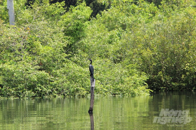 Một góc rừng trên đảo nhỏ nằm giữa lòng hồ thủy điện Cần Đơn. Ảnh: HT.