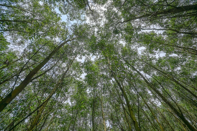 Yêu cầu về chứng chỉ quản lý rừng bền vững đang là xu thế chung toàn cầu. Ảnh: Tùng Đinh.