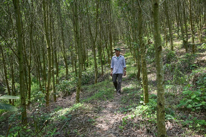 Mục tiêu chung của hệ thống chứng chỉ rừng là đảm bảo sự phát triển cân bằng giữa kinh tế, xã hội và môi trường. Ảnh: Tùng Đinh.