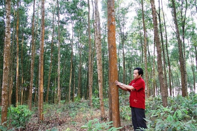 Sản xuất rừng bền vững là điều kiện, tiền đề quan trọng để tiến tới cấp chứng chỉ rừng quốc gia. Ảnh: NNVN.