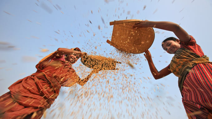 Sản xuất gạo ở Bangladesh hiện không đáp ứng được nhu cầu do dân số tăng nhanh. Ảnh: IRRI.