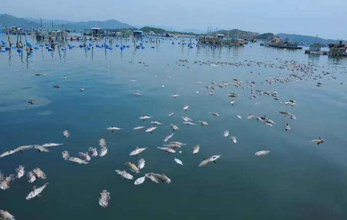 Tháng 5 vừa qua tại đầm Cù Mông thuộc xã Xuân Thịnh, thị xã Sông Cầu cũng xảy ra hiện tượng cá biển nuôi bị chết đột ngột. Ảnh: KS.