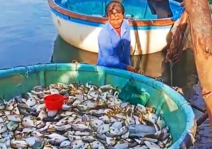 Vừa qua, cá biển nuôi tại xã Xuân Cảnh, thị xã Sông Cầu bị chết. Ảnh: ND.