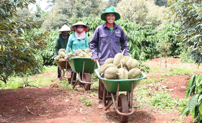 Sầu riêng Đắk Lắk được đánh giá cao về chất lượng nhưng cần quan tâm về kiểm soát dư lượng thuốc bảo vệ thực vật, bảo quản sau thu hoạch... Ảnh: Quang Yên.
