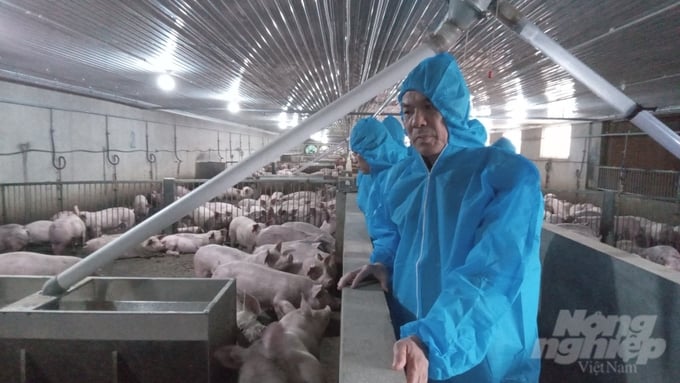 Đoàn công tác kiểm tra trực tiếp tại trang trại lợn của Công ty Agri-Vina.