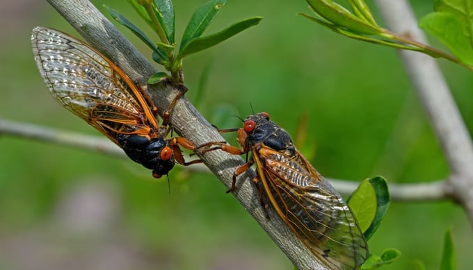 Billions of cicadas 'awaken' after 221 years in the US. Illustration photo.