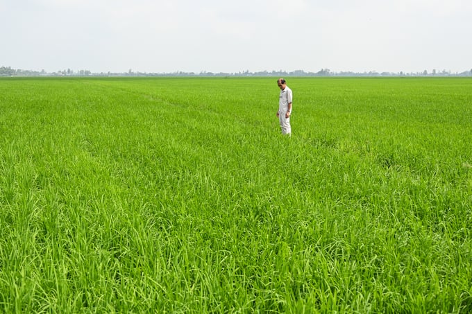 Canh tác lúa giảm phát thải sẽ là hướng đi bền vững cho sản xuất lúa. Ảnh: NNVN.