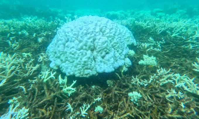 A coral reef changed color and gradually died in early June. Photo: Con Dao National Park.