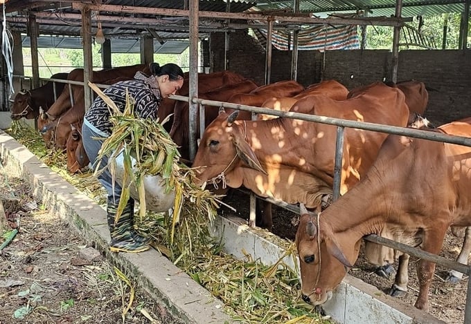 Chăn nuôi bò thịt hàng hóa ở Vĩnh Phúc. Ảnh: BK. 
