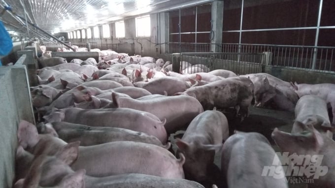 Tại các khu vực chuồng nuôi, lợn có trọng lượng từ 40 đến 100kg. Ảnh: Quốc Toản.