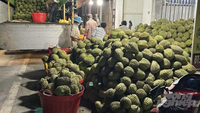 According to barn owners, the price of durian at the end of the season is increasing sharply. Photo: Tran Phi.