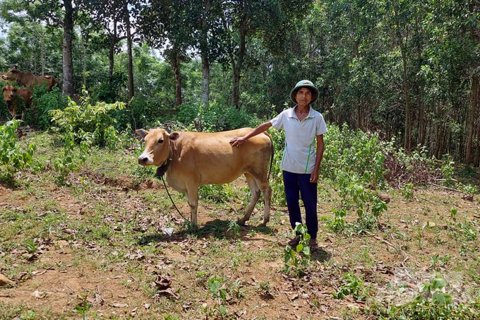 Ông Hồ Lão (trái) nhận được nguồn hỗ trợ phù hợp với điều kiện chăm sóc của người đồng bào để vật nuôi sinh trưởng, phát triển. Ảnh: ĐT. 