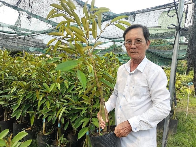 Mr. Nguyen Cong Thanh introduced durian seedlings grafted with two additional 'legs.' Photo: Minh Dam.