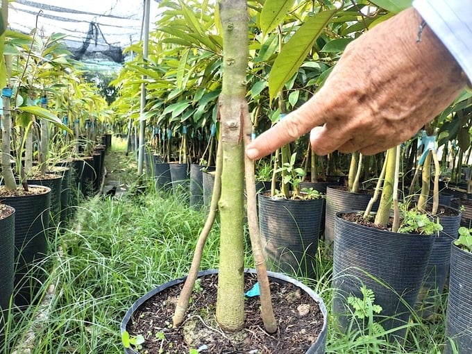 Graft two additional secondary roots for durian from vegetative plants when young. Photo: Minh Dam.