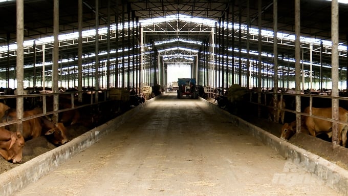 Tây Ninh đặc biệt quan tâm tới phát triển đàn bò thịt theo quy mô trang trại, áp dụng công nghệ cao tuần hoàn khép kín. Ảnh: Trần Trung.