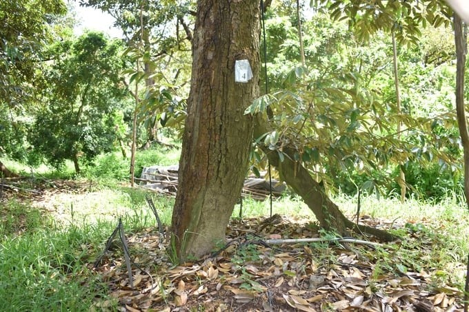 Mature durian is grafted with one secondary root, so the main root is not bottlenecked. Photo: Minh Dam.