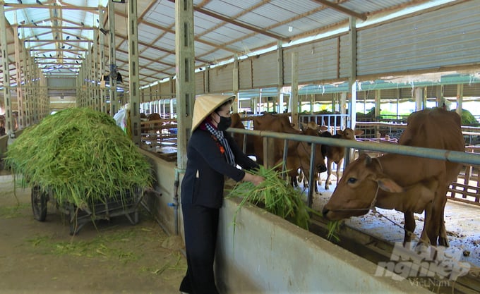 Trang trại chăn nuôi bò thịt tuần hoàn khép kín của bà Võ Thị Lấn. Ảnh: Lê Bình.