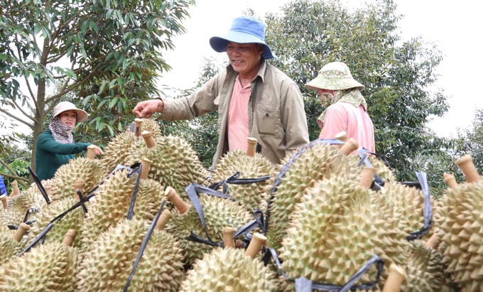 The durian cultivation area in Dak Lak province is estimated to be between 34,000 - 35,000 ha, with an expected yield of over 300,000 tons in 2024. Photo: Quang Yen.