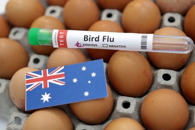 Dịch cúm gia cầm gây thiếu hụt trứng gà tại Úc. Ảnh minh họa.