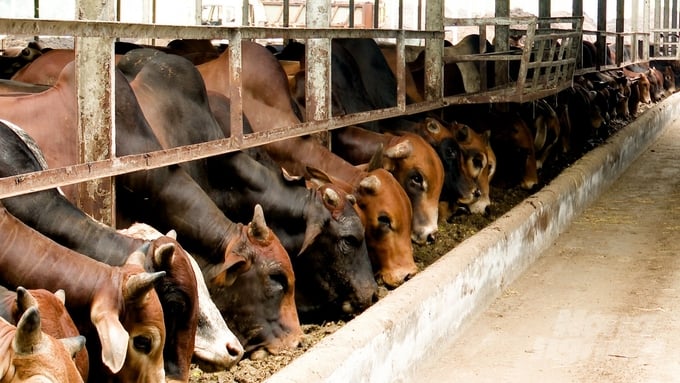 Tây Ninh đặt kỳ vọng, chăn nuôi, trong đó có bò thịt sẽ thu được mỗi năm trên 3.000 tỷ đồng về doanh số và trên 300 tỷ đồng về lợi nhuận. Ảnh: Trần Trung.
