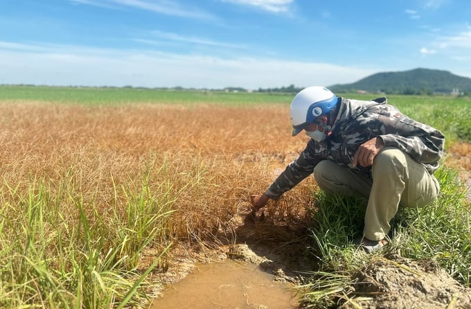 Lúa của gia đình ông Sơn đang chết đứng nghi do sự cố tràn dầu từ công trường thi công cao tốc Bắc Nam. Ảnh: TN.